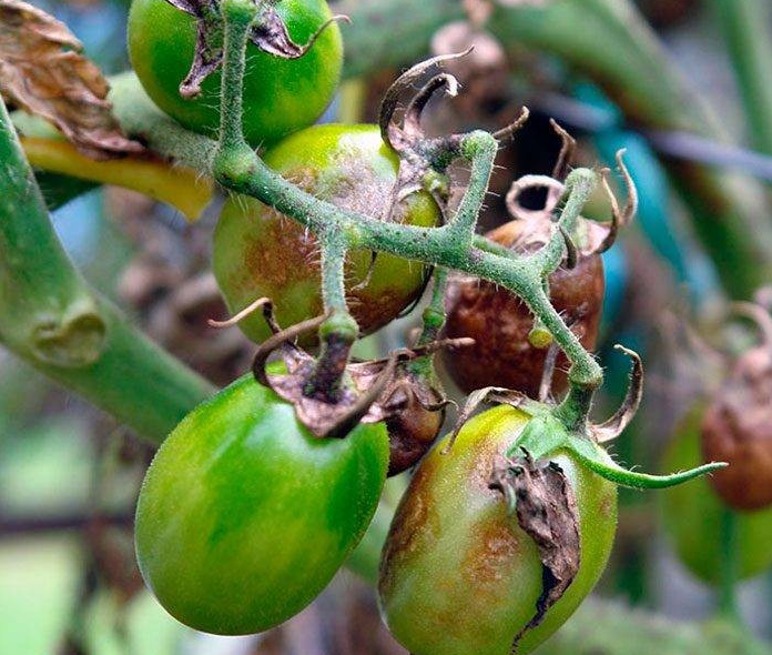 Подраздел 2.1. Способ 1: Сыворотка с ромашкой