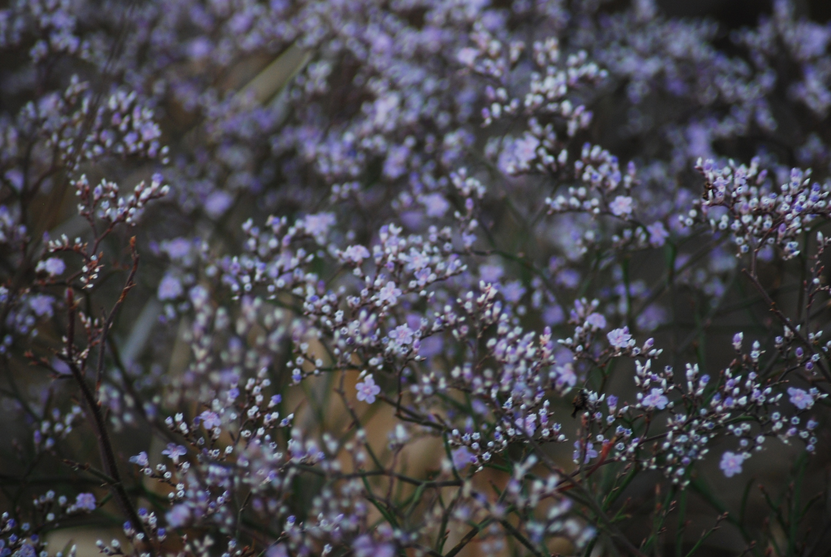 Дикий кермек.