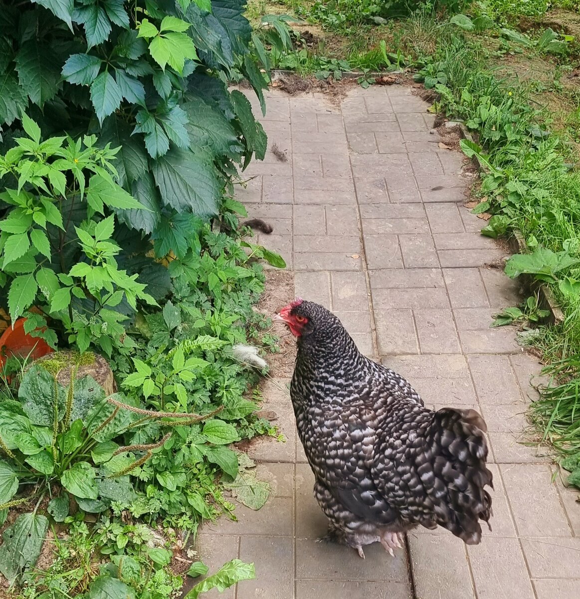 Бобик тоже ворчит, что дорожки давно пришли в упадок