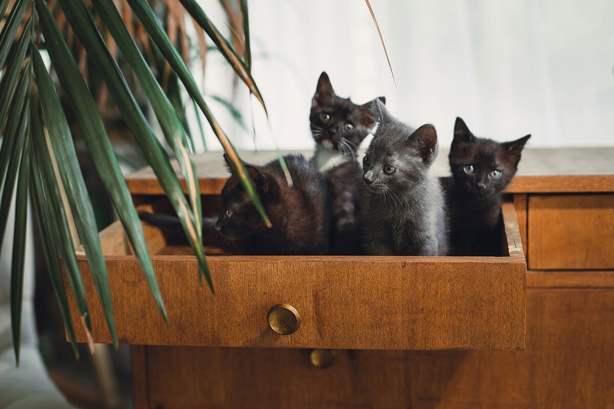 Можно листать