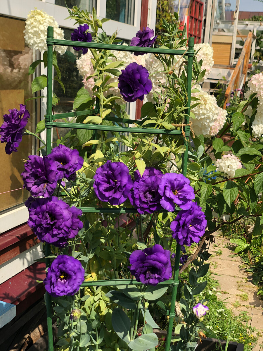 Зимовавшая эустома сейчас.