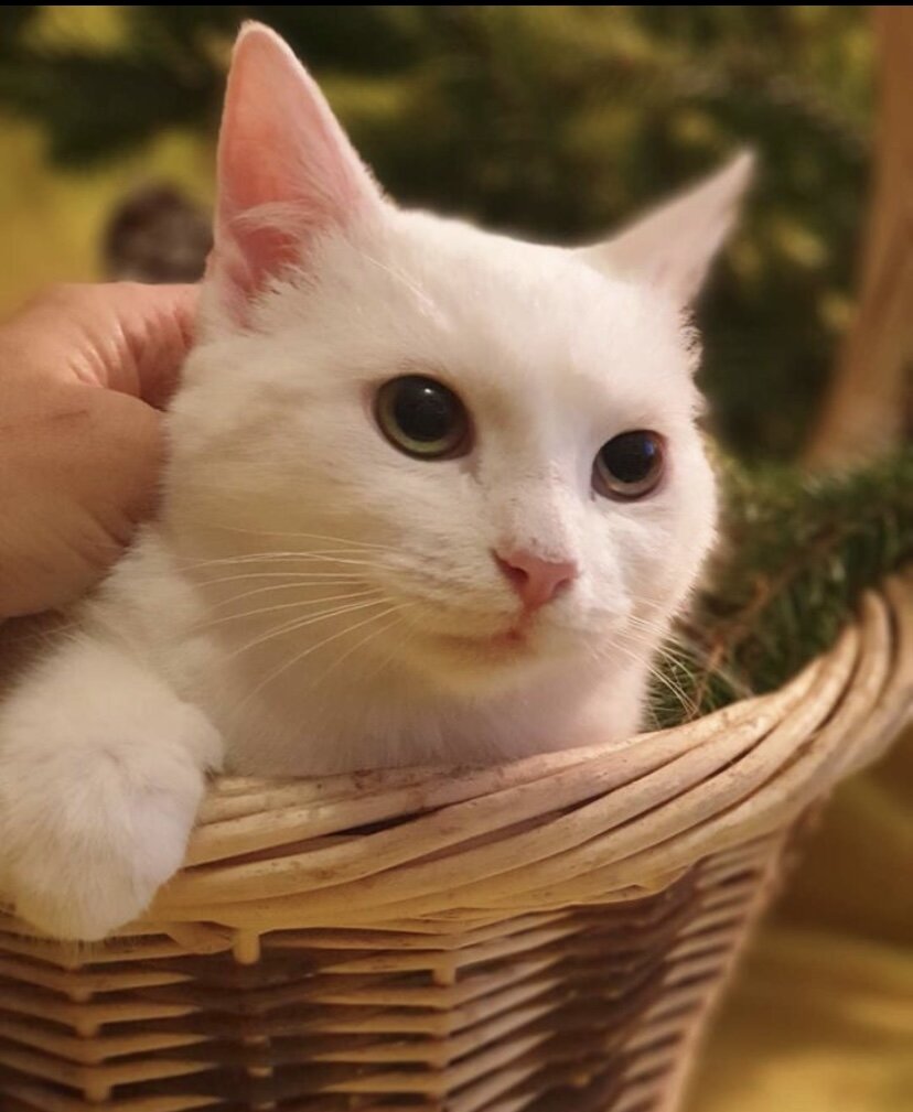 Снежик в приюте