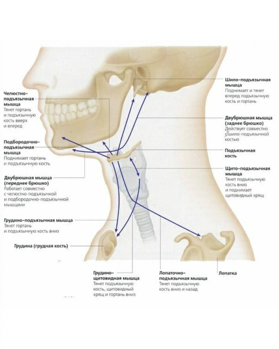 Язык тянет мышцу. Анатомия лица человека подъязычная кость. Подъязычная кость топографическая анатомия. Подъязычная кость строение. Подъязычная кость анатомия функции.