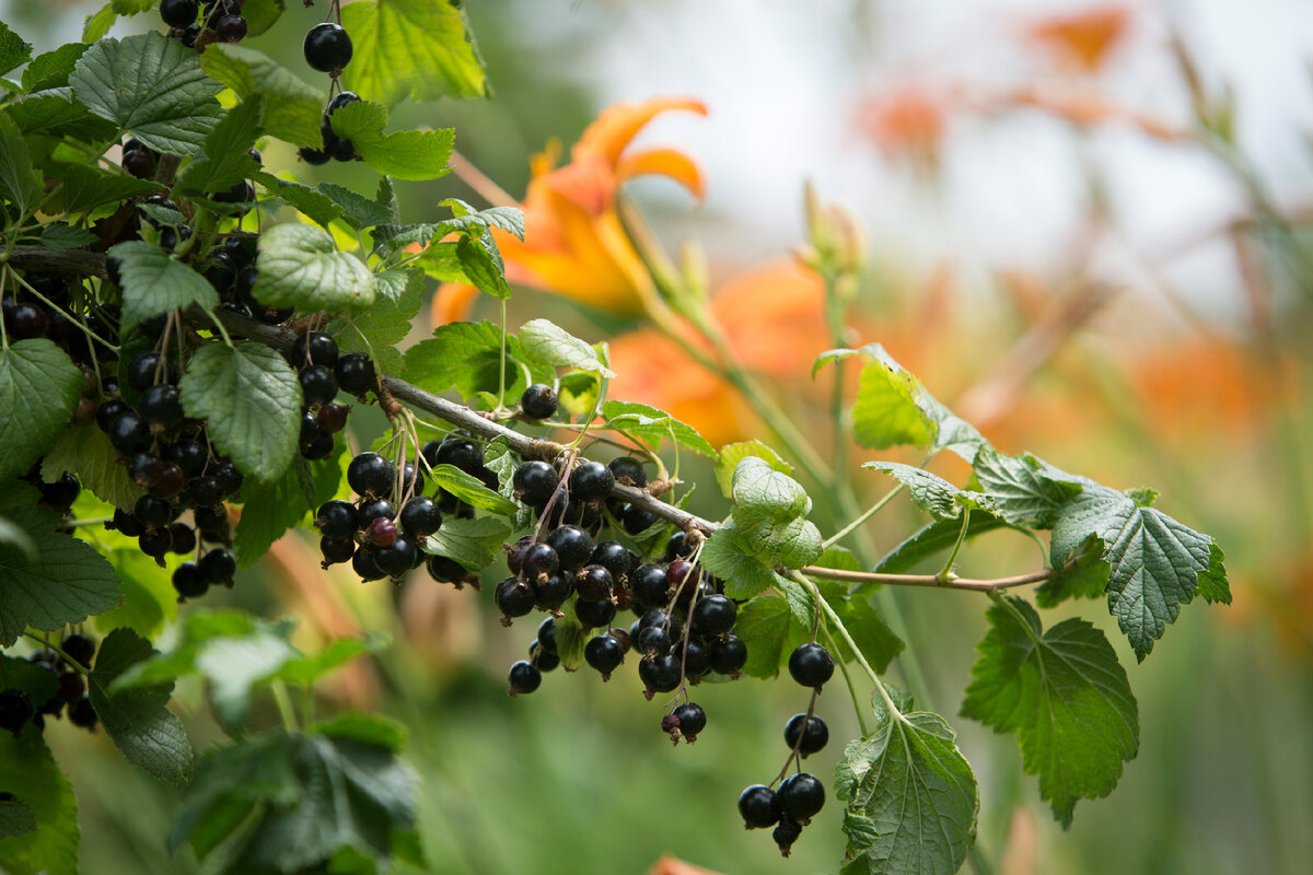 Фото: Nikolay Gyngazov/Globallookpress