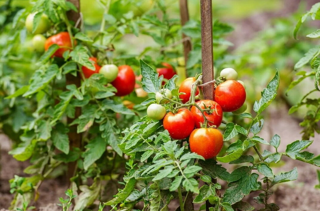 В августе, когда  во многих регионах уже ночами появляются похолодания и на растениях можно обнаружить фитофтороз и другие болезни, огородники спешат снять плоды томатов, даже в зелёном состоянии.-2