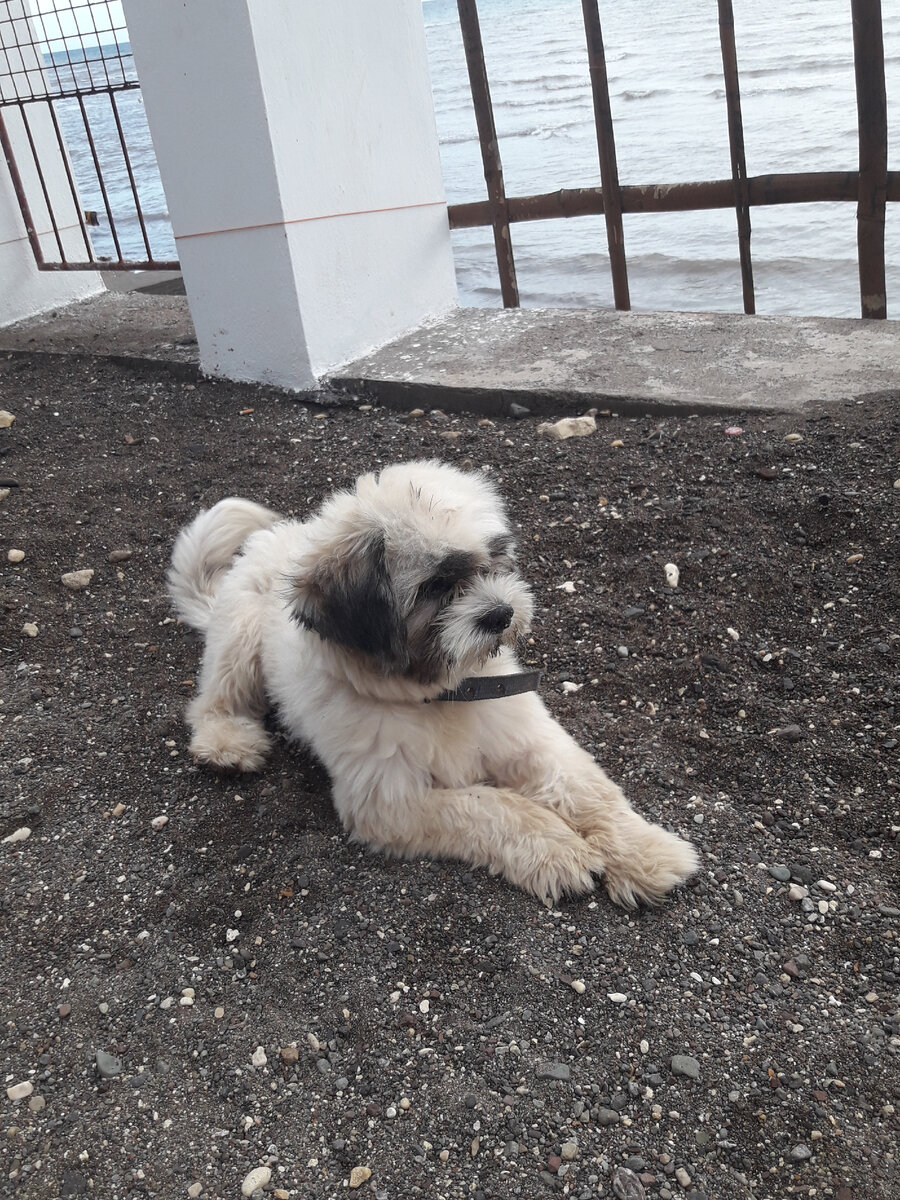 Бро гуляет у дома