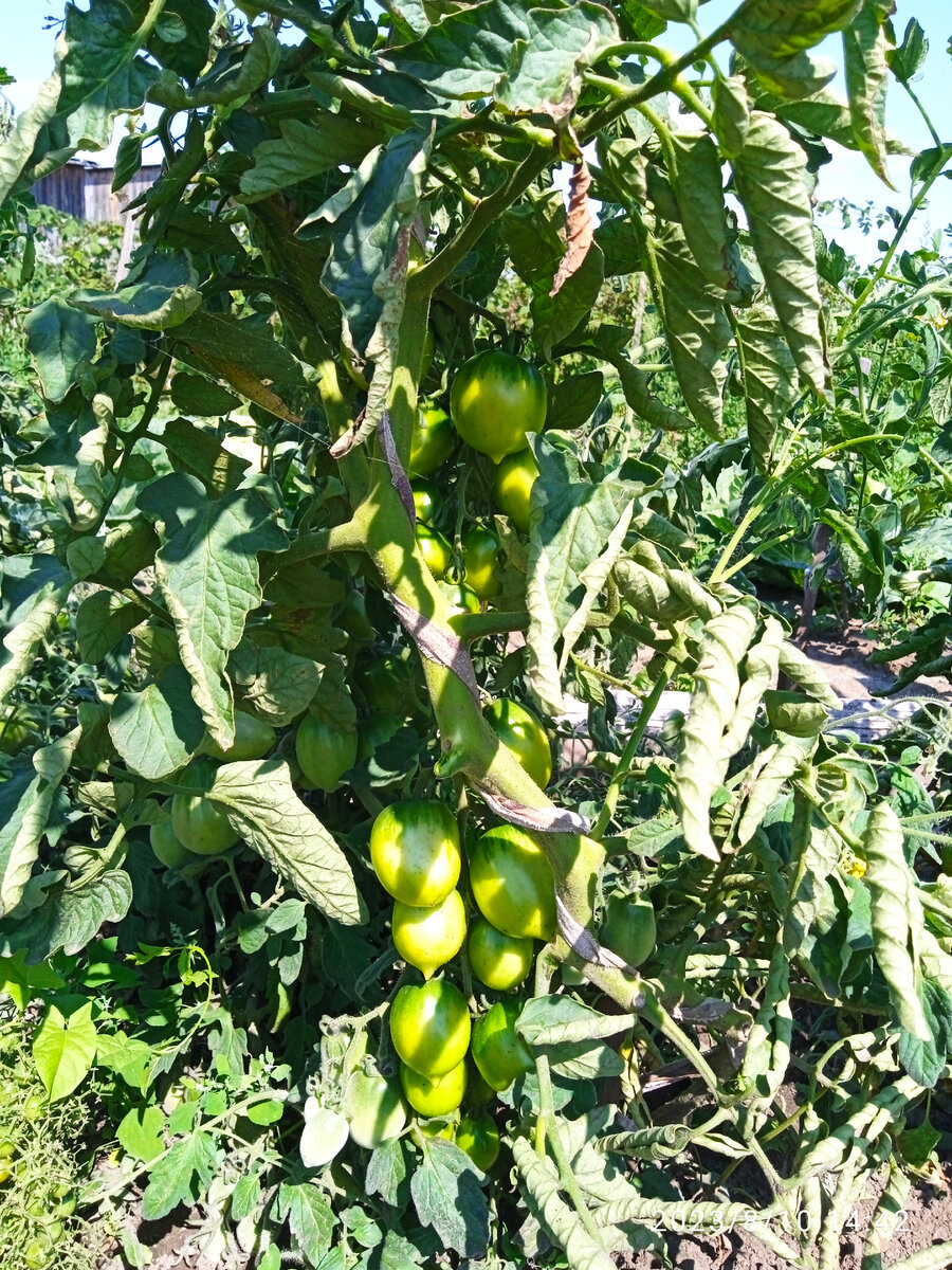 мой де-барао царский. 