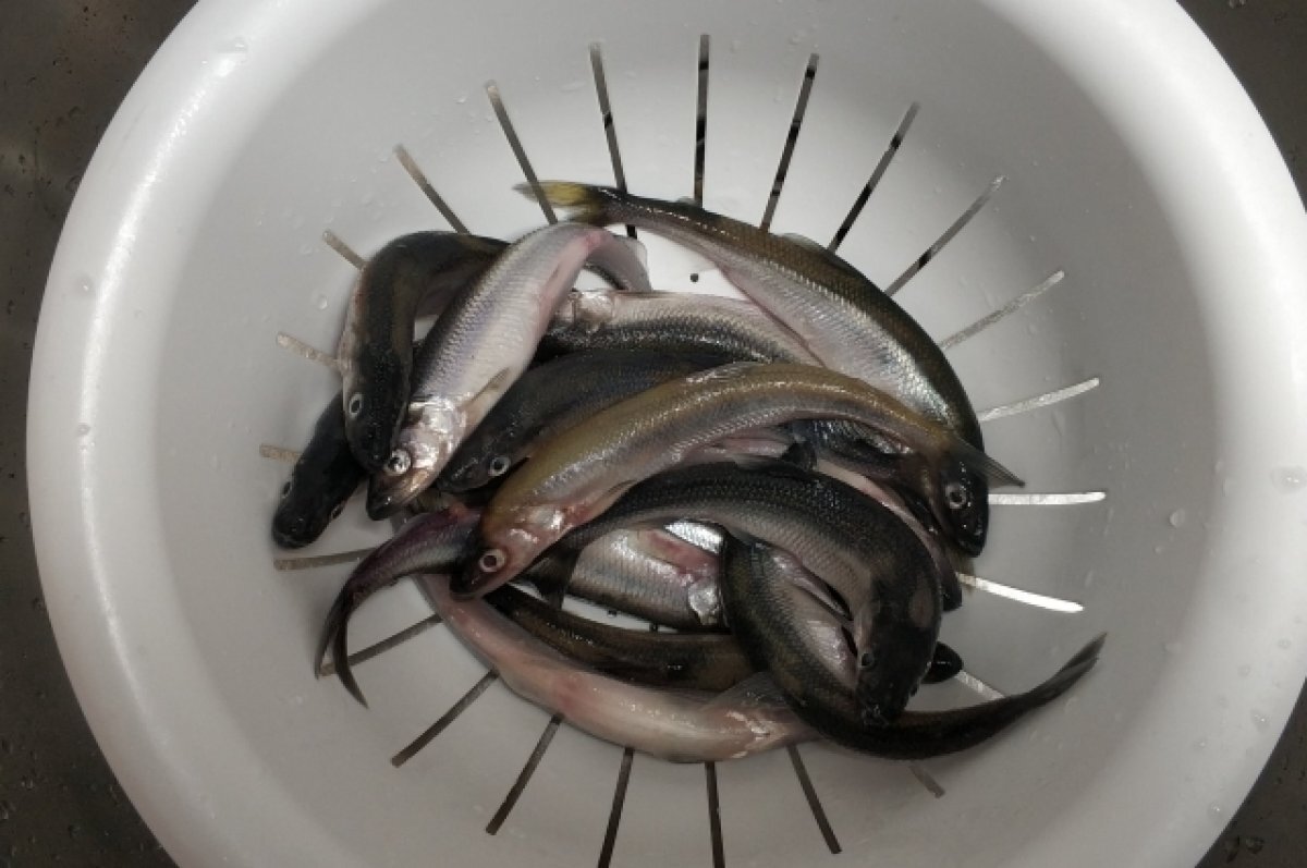    Стало известно, когда начнется хамсовая путина в Черном море