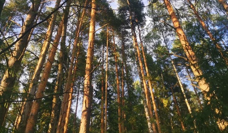    Сколько соснового корня и бересты поставляет Удмуртия на экспорт