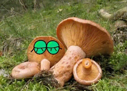 Рыжики