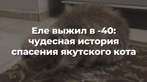 Еле выжил в -40: чудесная история спасения якутского кота