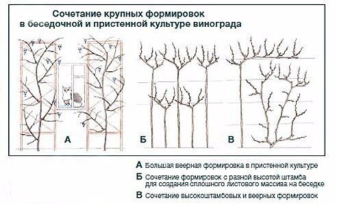 Сорта винограда для теплицы