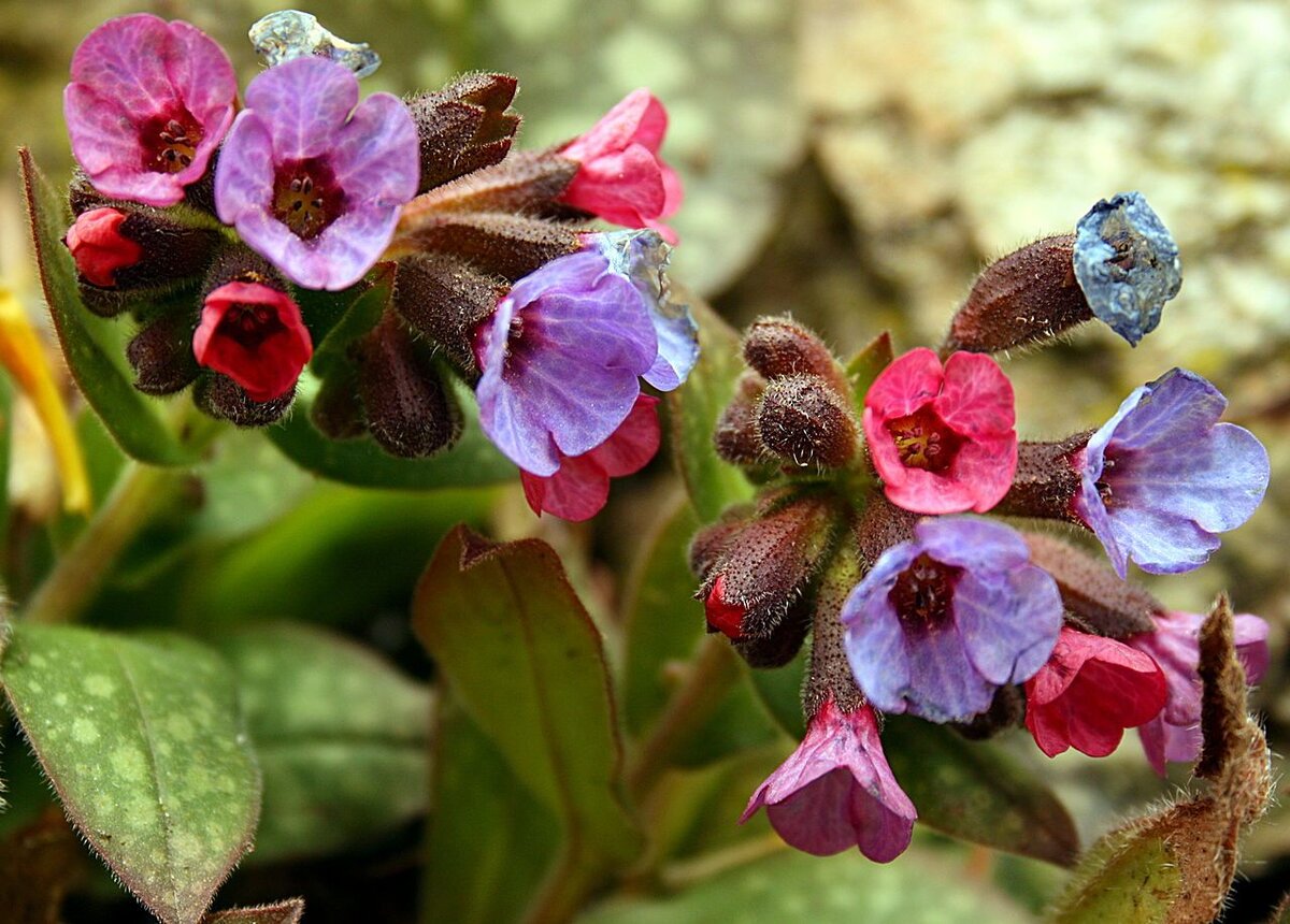 Медуница Pulmonaria officinalis