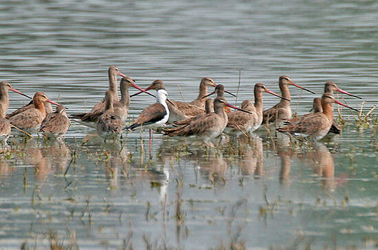 ФОТО: WIKIMEDIA.ORG