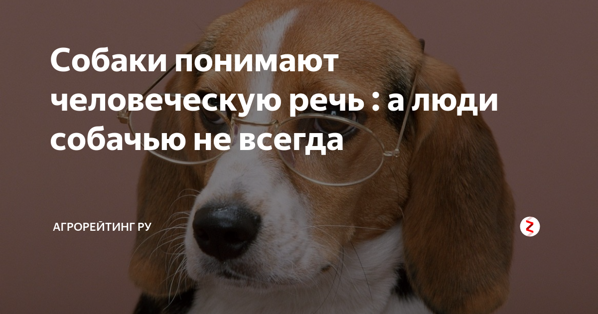 Понимают ли собаки людей. Собаки понимают речь человека. Понимают ли собаки человеческую речь. Понимают ли животные человеческую речь. Понимают ли собаки человеческий язык.