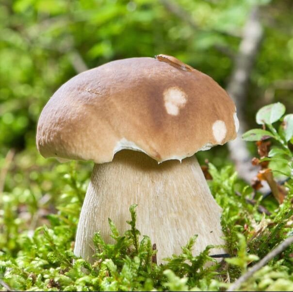 Белый гриб сканворд. Грибы из рода боровик. Доклад о грибе козляк. Белый гриб сканворд. Гриб 7 букв.