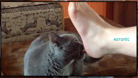 Кошки нюхают ртом. Кот нюхает ногу. Кот понюхал ногу. Кошка нюхает ноги. Кот нюхает носки.