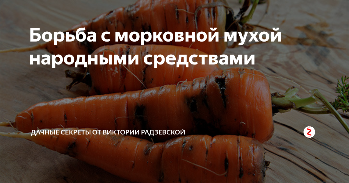 Как выглядит морковная муха фото и борьба