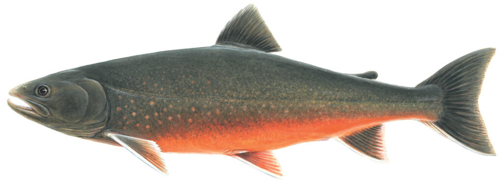 Salvelinus alpinus