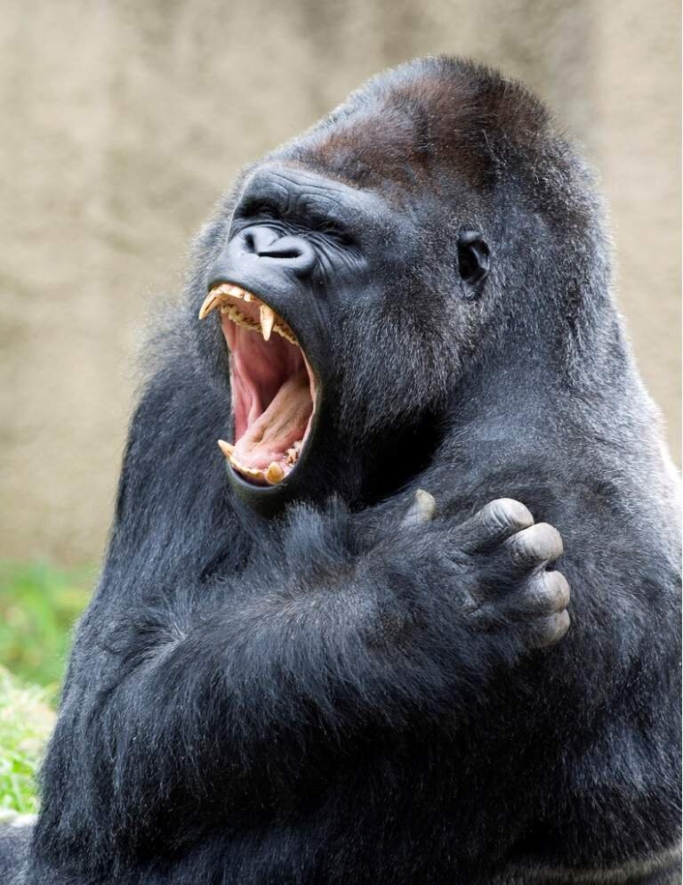 гориллы гориллы. западная равнинная горилла. горилла сбоку. горилла и шимпанзе. большие сильные животные.