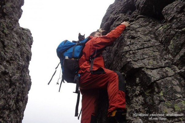 Байкальское путешествие по времени займет 2 недели. Одна уйдет на дорогу поездом из Нижнего Тагила до Иркутска; вторая, собственно, - на сам поход. Маршруткой Андрей вместе с питомцем доберется до МРС, а затем пересядет на велик: кот - в корзинке, хозяин - у руля. 
- Для него ничего особенного не беру - только теплый комбинезон и кошачий корм, - рассказывает 30-летний уралец. - А для себя - стандартный набор туриста: палатка, спальник, газовые горелки, консервы.

Ночевать экстремалы будут в палатке прямо на льду. За пару дней обогнут по периметру остров Ольхон. Всего в общей сложности планируют преодолеть 300 км. А если Графу понравится и погода позволит, то проедутся еще и вдоль побережья до самого Иркутска.
