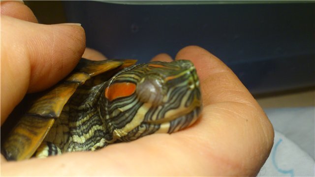 Немного о красноухой черепахе