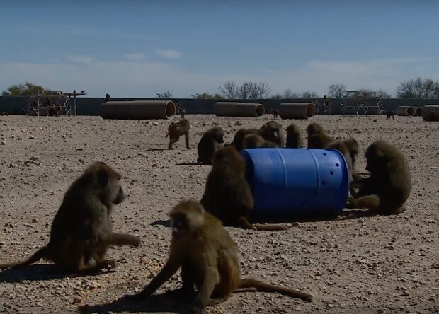 Павианы добывают еду из бочки. Скриншот видео
Texas Biomedical Research Institute / Youtube