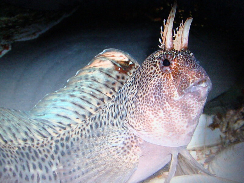 (Обыкновенная аквариумная собачка)