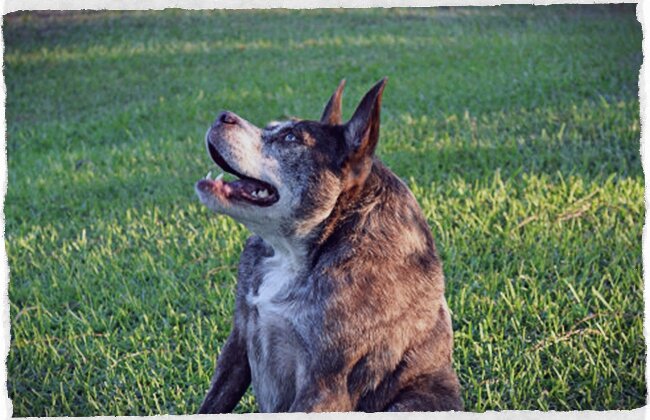 Горбатый Квазимодо – самая уродливая собака на планете | Такса диктует |  Дзен