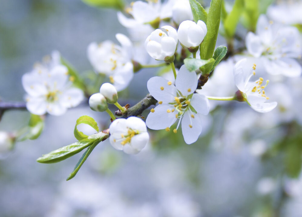 Цветение яблони