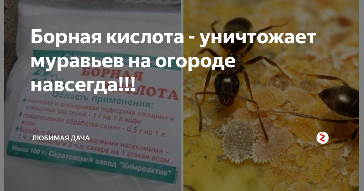 Борная кислота от муравьев. Средство от муравьёв в огороде. Отрава для садовых муравьев. Средство от муравьёв с борной кислотой. Средство от муравья на даче