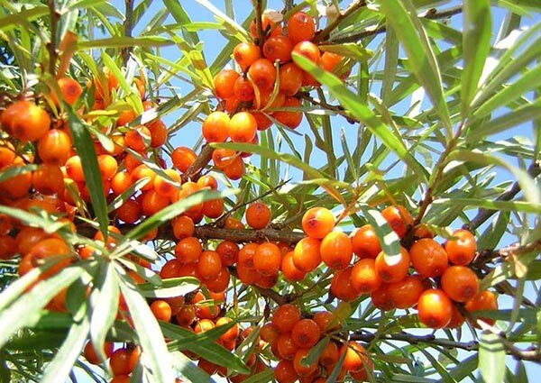 Комбинированный способ уборки урожая облепихи. Hack Garden.