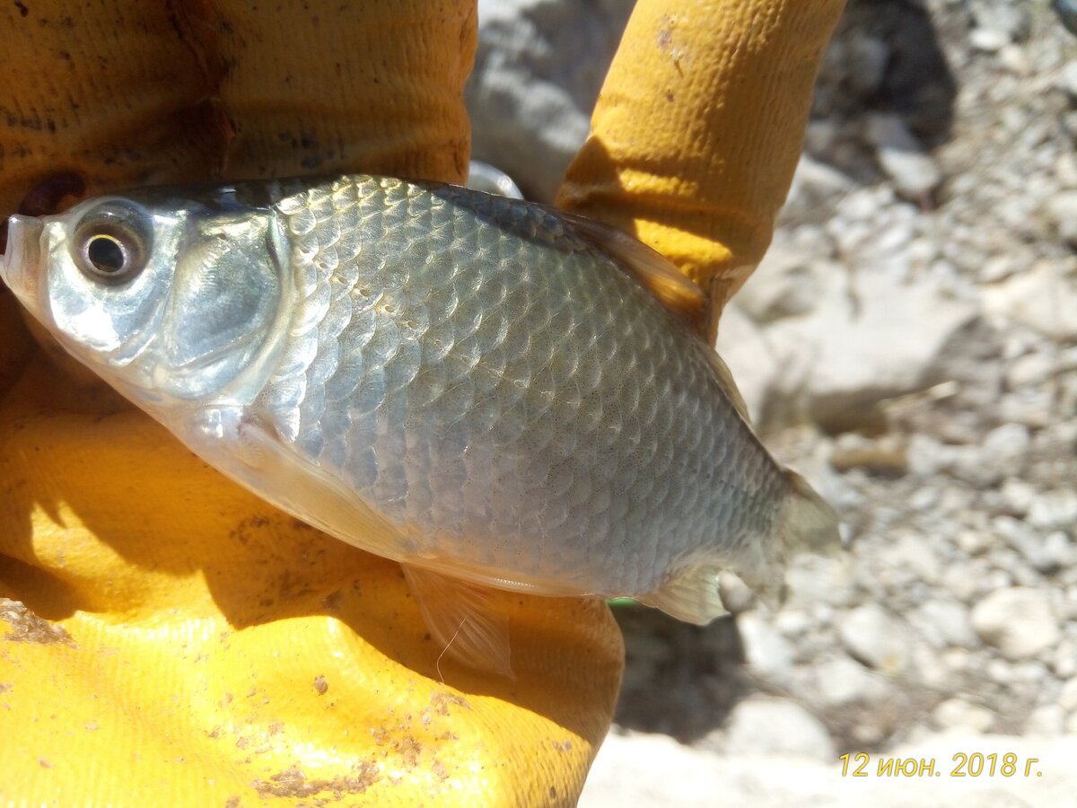 фото ловля карася село Чернополье Три рукава Белогорск Крым