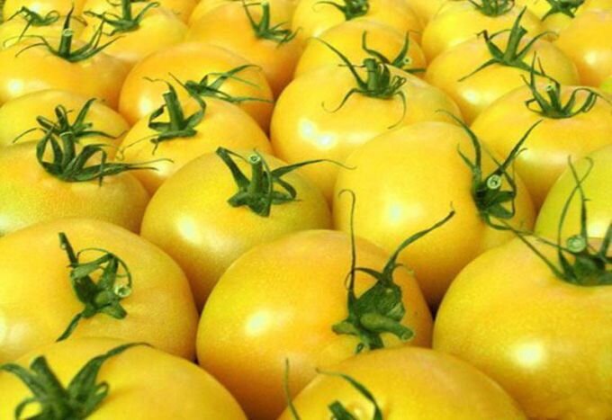 Золотые яблоки»: лучшие сорта желтых томатов