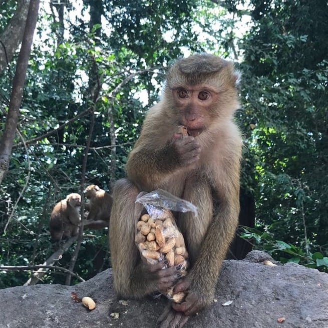 Обезьяны на пхукете. Monkey Hill Пхукет. Гора обезьян Таиланд. Тропа обезьян Пхукет.