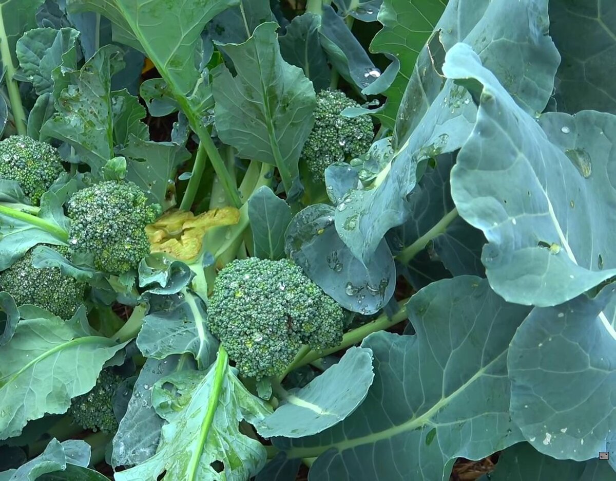 Оставьте растение после снятия кочана и новые плоды не заставят себя ждать