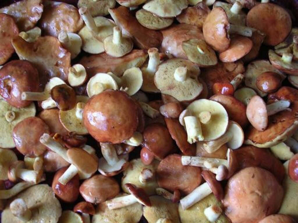 Опята и маслята фото. Волнушки млечники. Как выглядит опенок масленок. Как выглядит опенок масленок. Маслёнок гриб.