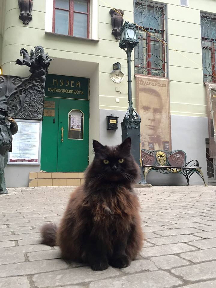 Это пропавший кот Бегемот.