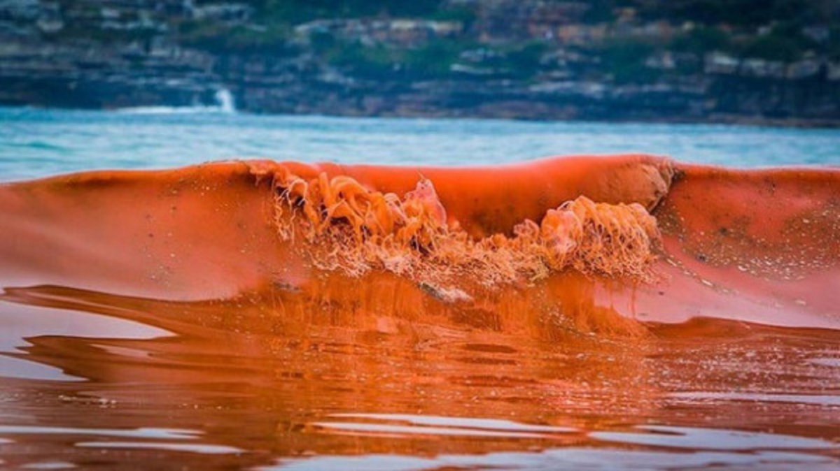 Красное море цветение водорослей