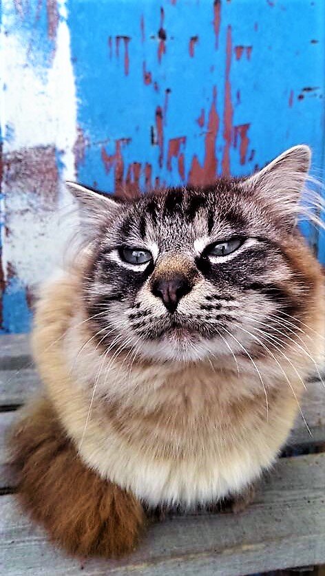 Фото кота, о котором идет речь.