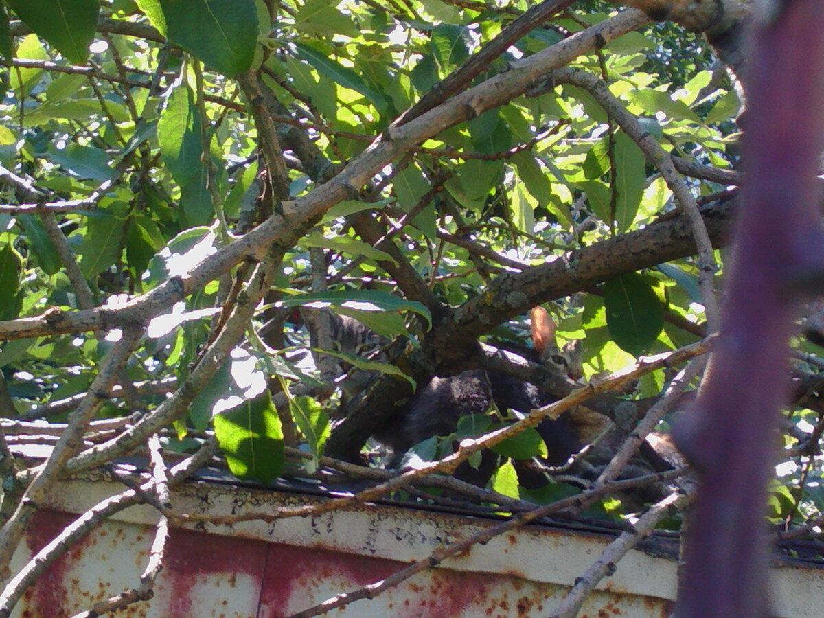 Найди котов