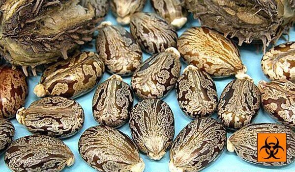 Семена клещевины - природный источник рицина