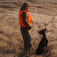 Доберманы охотничья. Доберман черный. Доберман гончая. Старотипный доберман. Доберманы охотничья.