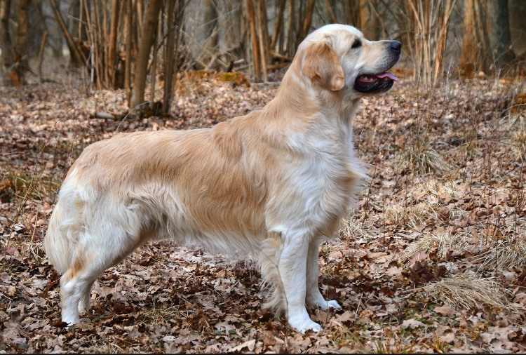Лайк и подписка за красивую шерсть! 😊