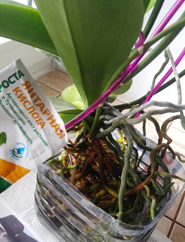 Пересадка орхидеи в марте 2024. Пересадка орхидеи фаленопсис. Пересаживаем орхидею фаленопсис. Орхидея в горшке пересадка. Дренаж для орхидей.