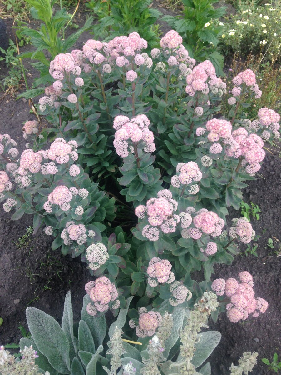 очиток видный на клумбе, рядом чистец шерстистый или "овечьи ушки"