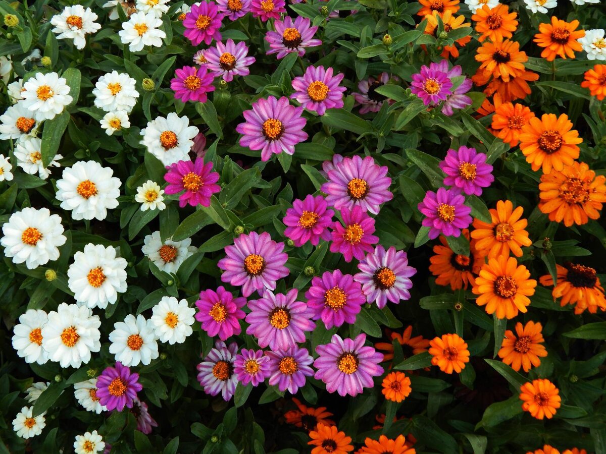 Zinnia angustifolia