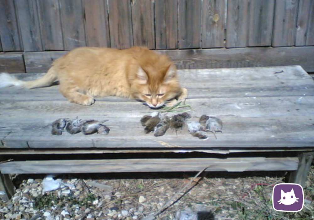 Принесли котенка домой что делать. Кот принес мышку. Кот на пороге. Кот принес мышь в постель.