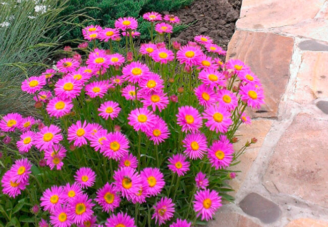 Источник: agroflora.ru