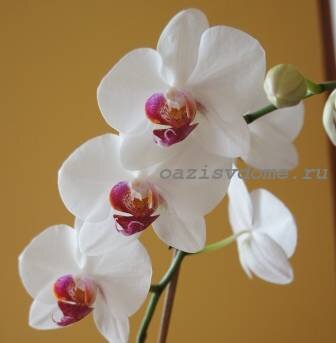 Почему желтеют листья у орхидеи? Как поливать орхидею?